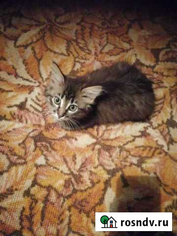 Котята Мелехово - изображение 1