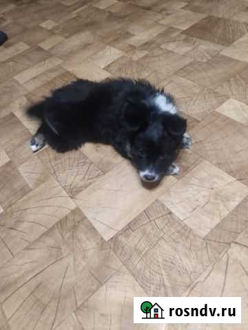 Собака в добрые руки Барнаул - изображение 1