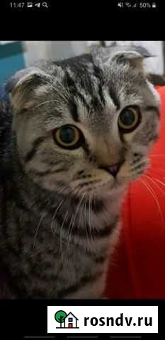 Кот вязка Белогорск - изображение 1