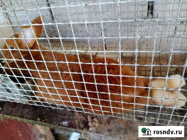 Клетки для кроликов и кур Чегем - изображение 1