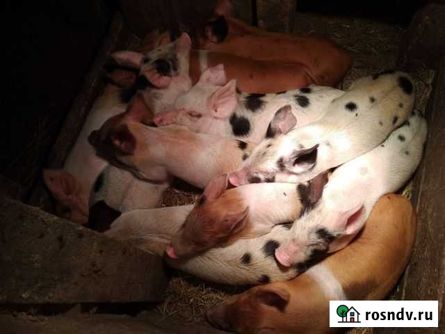 Поросенок ландрас Мокшан - изображение 1