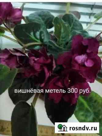 Фиалки разные сорта Курск