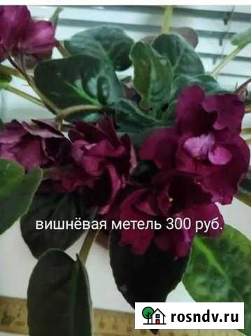 Фиалки разные сорта Курск - изображение 1