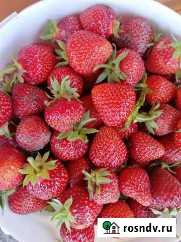 Саженцы клубники Белгород - изображение 1