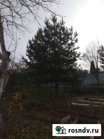 Сосна к новому году Котельники - изображение 1