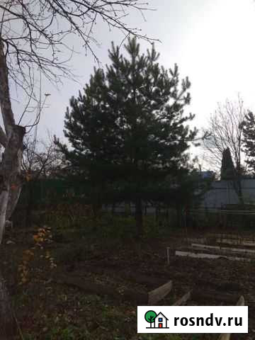 Сосна к новому году Котельники - изображение 1