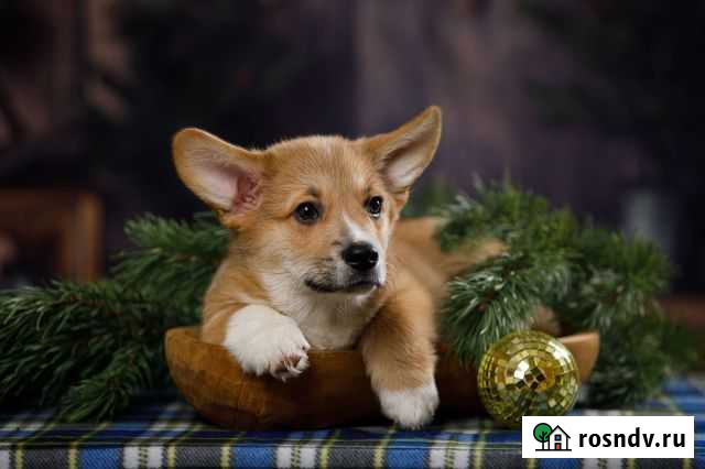 Вельш-корги пемброк Саратов - изображение 1