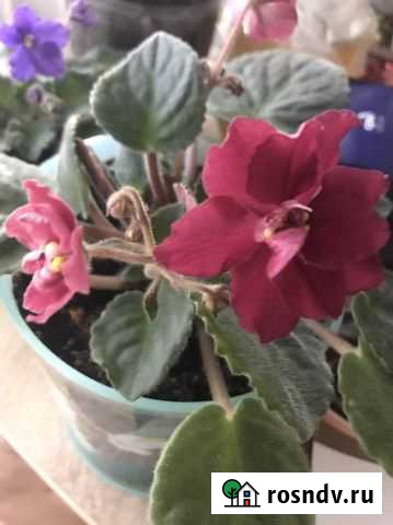 Листики фиалок Брянск - изображение 1