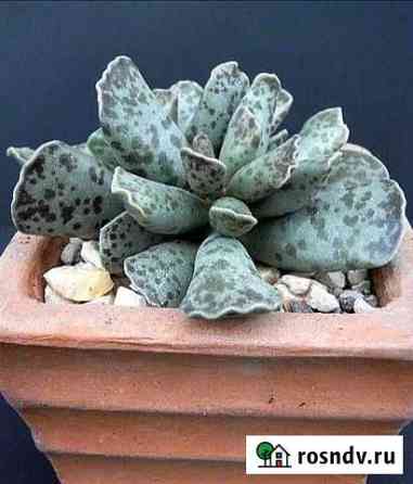 Adromischus kooperi Ейск