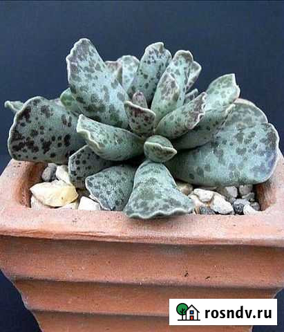 Adromischus kooperi Ейск - изображение 1