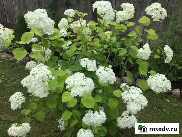 Гортензия древовидная «Аннабель» Старая Русса - изображение 1