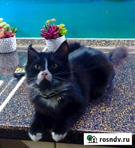 Кошка Теша Новороссийск - изображение 1