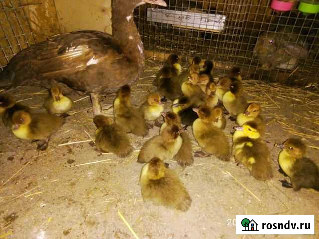 Индоутки Пушкино - изображение 1