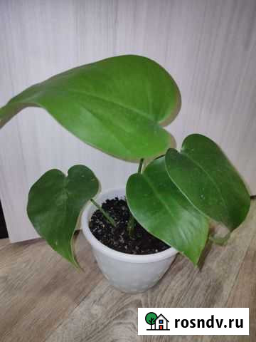 Монстера Нижнекамск - изображение 1