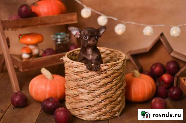 Очаровательные щеночки Чихуахуа Усинск - изображение 1