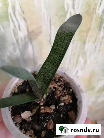 Суккуленты Курган - изображение 1