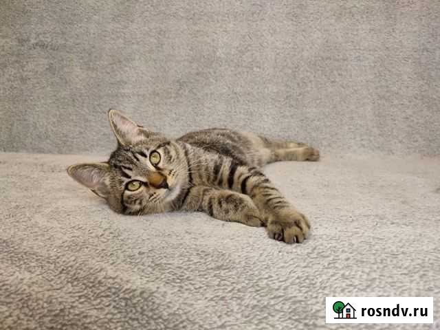 Полосатый котёнок Жуковский - изображение 1