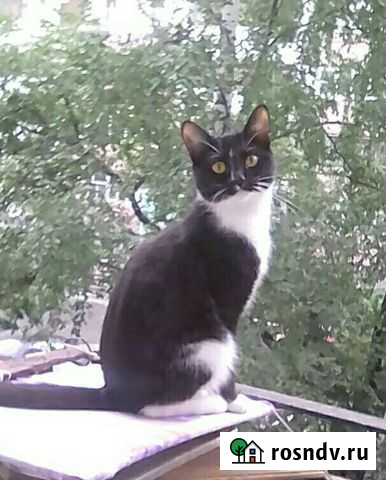Потерялась кошка Екатеринбург - изображение 1