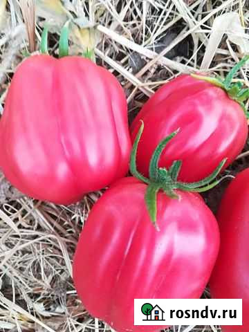 Семена коллекционных томатов Этуаль Энгельс - изображение 1