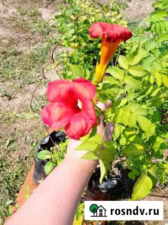 Кампсис Котельники - изображение 1