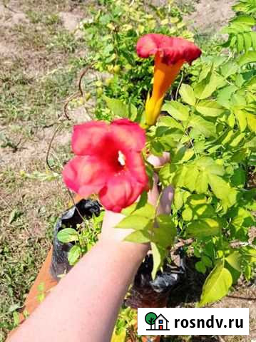 Кампсис Котельники - изображение 1