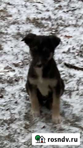 Собака Тамбов - изображение 1