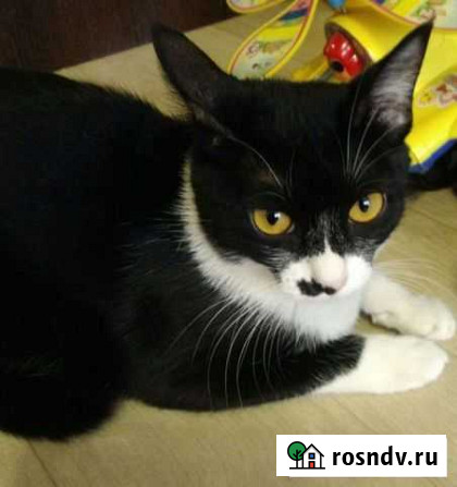 Отдам кошечку в хорошие руки Благовещенск - изображение 1
