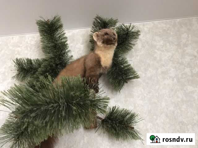 Продам чучело куницы (имитация) Рудня - изображение 1