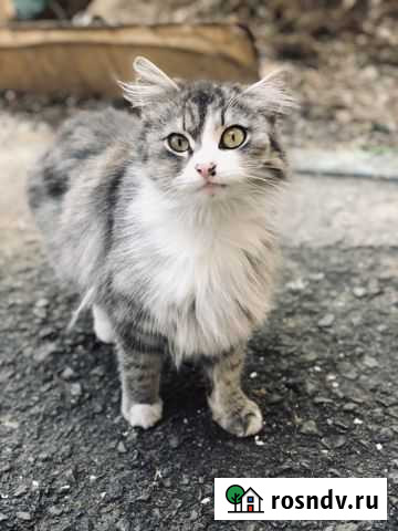 Глухая кошечка замерзает на улице Ялта - изображение 1