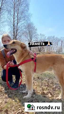 Очаровашка в добрые руки Королев - изображение 1