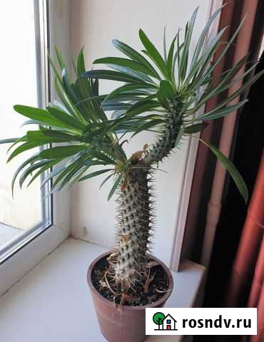 Растение Пахиподиум Ламера Владимир - изображение 1