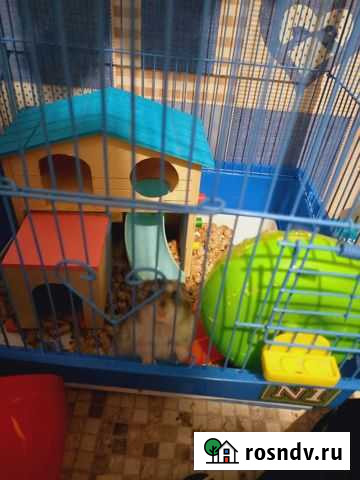 Джунгарский хомяк с клеткой Дзержинск - изображение 1