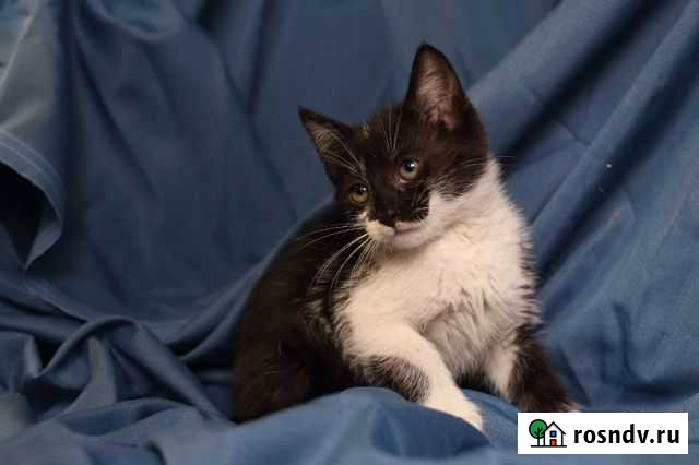 Юный котик в добрые руки. Кастрирован Белгород - изображение 1