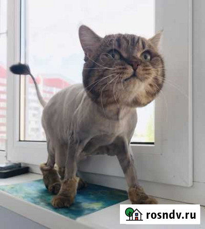 Стрижка Ваших кошек и котов/груминг Волжский - изображение 1