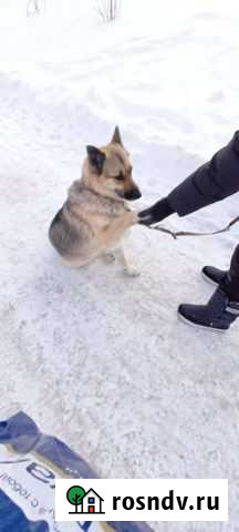 Собака в добрые руки Ханты-Мансийск - изображение 1