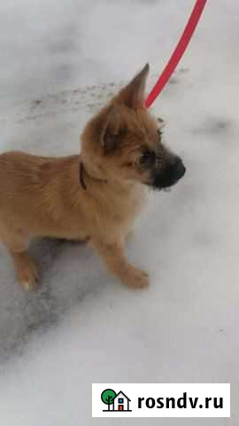 Собака Комсомольск-на-Амуре - изображение 1