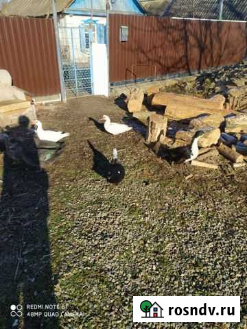 Индоути.Звоните Гиагинская - изображение 1