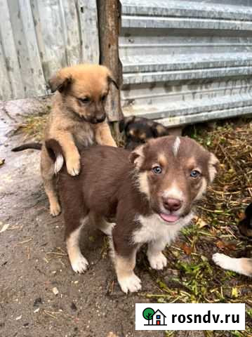 В добрые руки Куровское - изображение 1