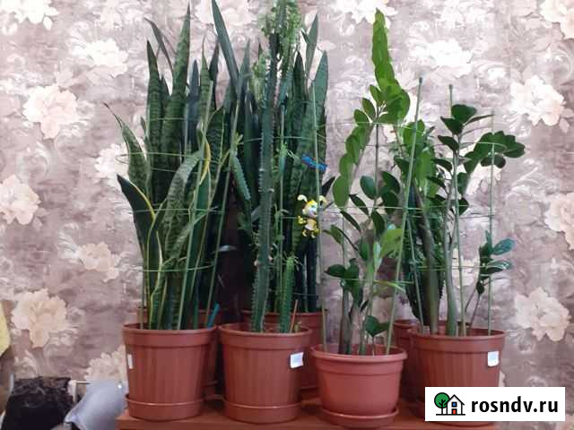 Комнатные цветы Норильск - изображение 1