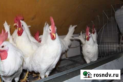 Куры кросс коралл это порода яичного направления Истра - изображение 1