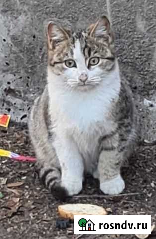 Котята замерзают на улице Симферополь - изображение 1