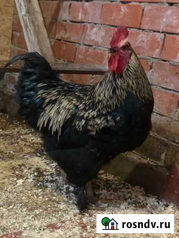 Петух Казань - изображение 1