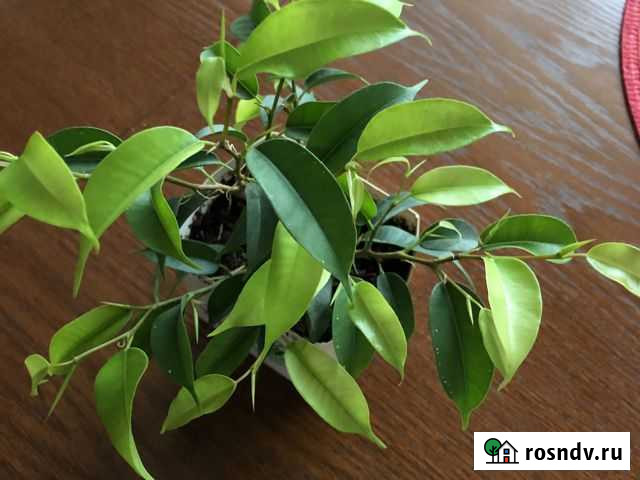 Фикус бенджамина Петрозаводск - изображение 1