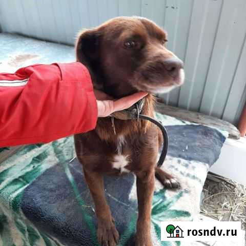 Собака в добрые руки Ростов-на-Дону - изображение 1