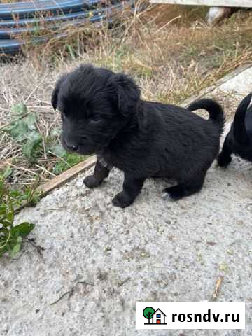 Щенки бесплатно Анапа - изображение 1