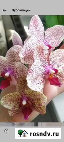 Орхидея фаленопсис Саранск - изображение 1