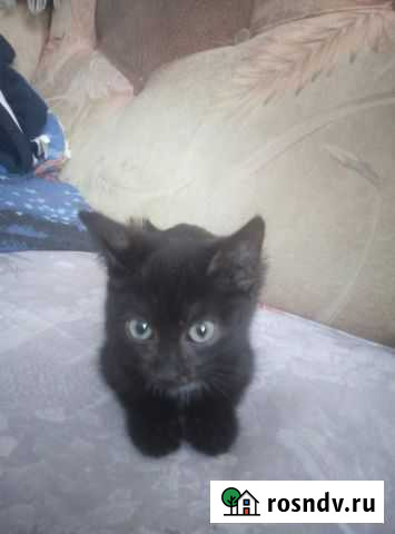 Кошка в дар Куйбышев - изображение 1