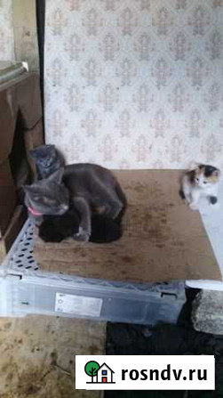 Котята Курск - изображение 1