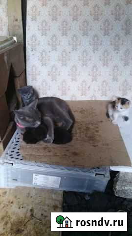 Котята Курск - изображение 1