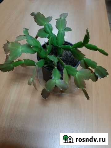 Декабрист Петропавловск-Камчатский - изображение 1